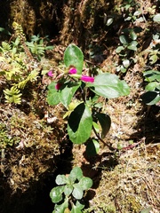 Salvia buchananii