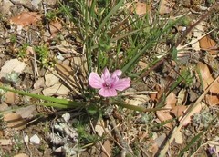 Malope malacoides