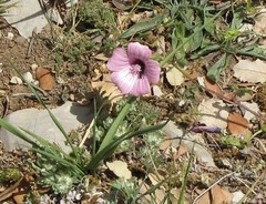 Malope malacoides