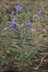Solanum coactiliferum