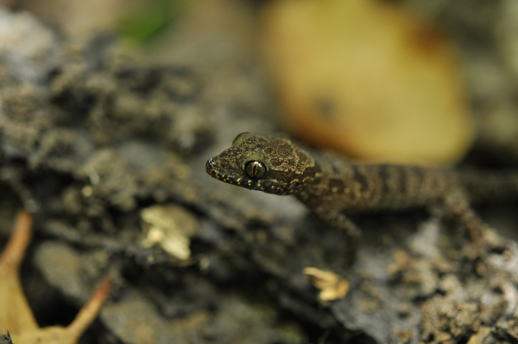 Cattien Bent-Toed Gecko
