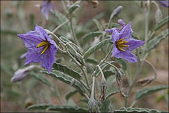 Solanum coactiliferum