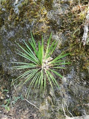 Agave gracielae