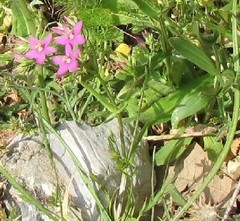 Centaurium grandiflorum