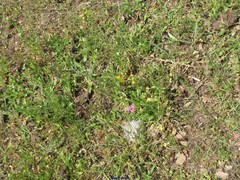 Centaurium grandiflorum