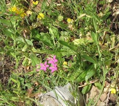 Centaurium grandiflorum