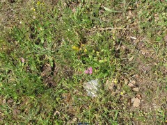 Centaurium grandiflorum