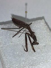 Statilia pallida