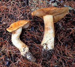 Phlegmacium variosimile