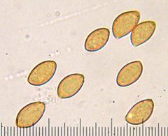 Phlegmacium variosimile