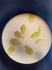 Aphis umbrella