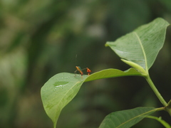 Anisoscelis foliaceus