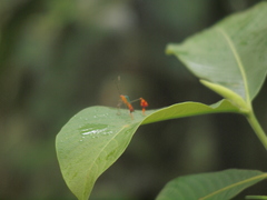 Anisoscelis foliaceus