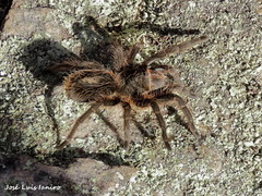Grammostola burzaquensis