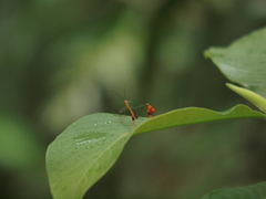 Anisoscelis foliaceus