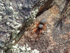 Trachelopachys cingulipes