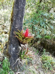 Tillandsia imperialis