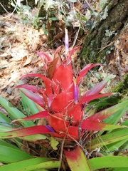 Tillandsia imperialis
