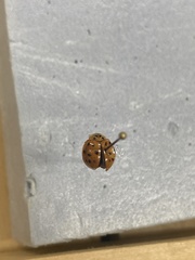 Harmonia axyridis