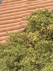 Zonotrichia capensis