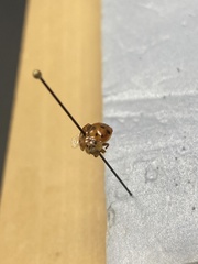 Harmonia axyridis