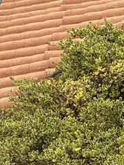 Zonotrichia capensis