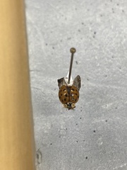 Harmonia axyridis