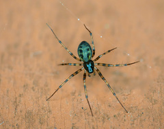 Lepthyphantes minutus