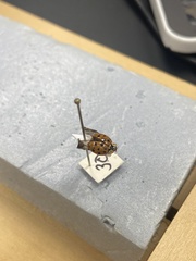 Harmonia axyridis