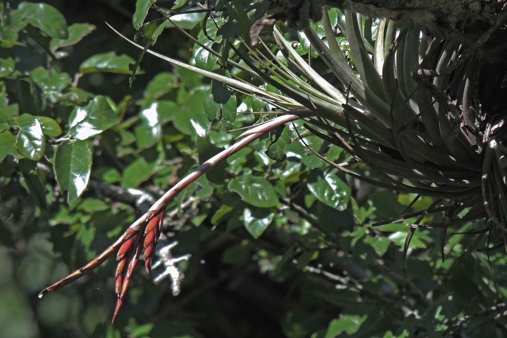 Tillandsia vernicosa; photograph Hugo Hulsberg, CC0, iNaturalist via GBIF