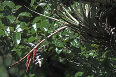 Tillandsia vernicosa