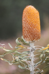 Banksia prionotes