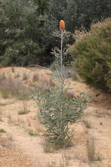 Banksia prionotes