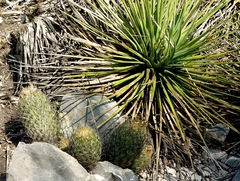 Agave striata