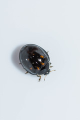 Harmonia axyridis