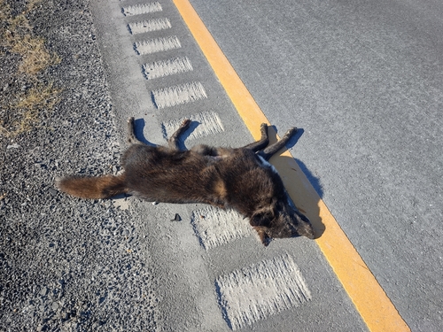 Coyote photographed in Alabama