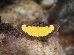 Xanthyris flaveolata