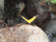 Xanthyris flaveolata