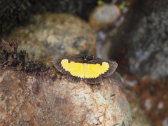 Xanthyris flaveolata