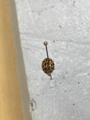 Harmonia axyridis