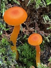 Mycena strobilinoidea
