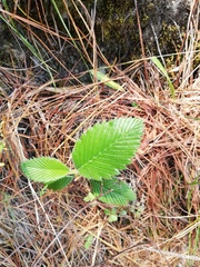 Cercocarpus macrophyllus