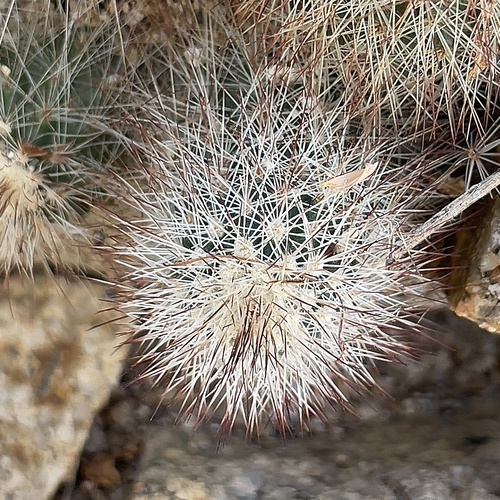 Echinocereus sciurus