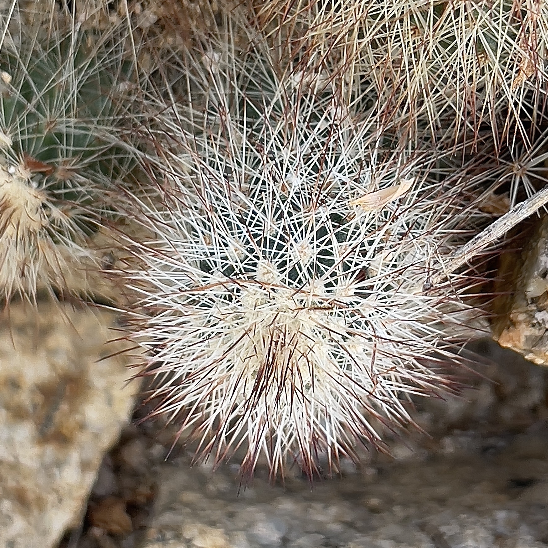 Echinocereus sciurus