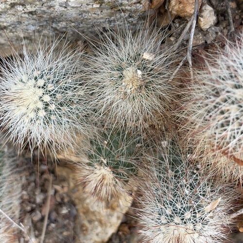 Echinocereus sciurus