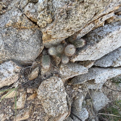 Echinocereus sciurus
