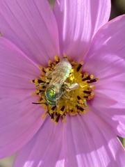 Agapostemon angelicus