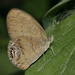 Mariposas Gema - Photo (c) Bill Bouton, algunos derechos reservados (CC BY-NC-ND)