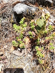 Sedum calcicola