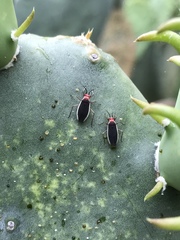 Hesperolabops gelastops